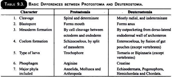 Basic Differences between Protostomia and Deuterostomia