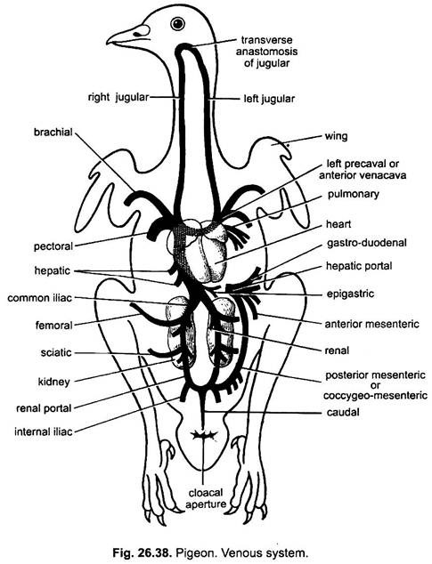 Схема кровообращения птиц. Circulatory System of Birds. The Internal structure of the Pigeon. Respiratory System of Birds.