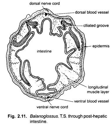 T.S. through Post-Hepatic Intestine