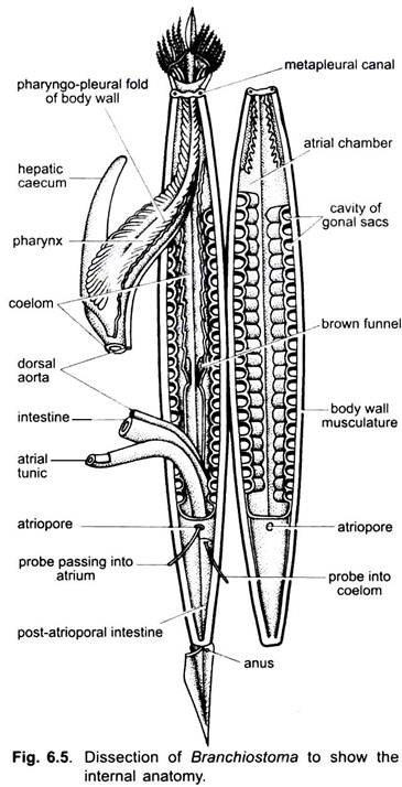 Dissection of Branchiostoma to Show the Internal Anatomy