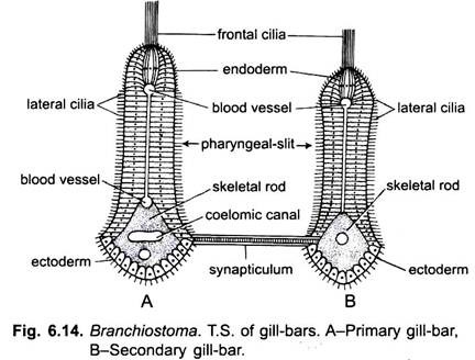 T.S. of Gill-Bars