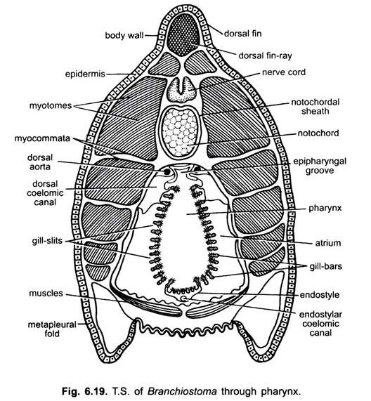 T.S. of Branchiostoma through Pharynx