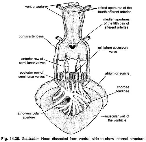 Heart Dissected from Ventral Side to Show Internal Structure