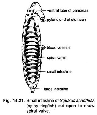 Small Intestine of Squalus Acanthias