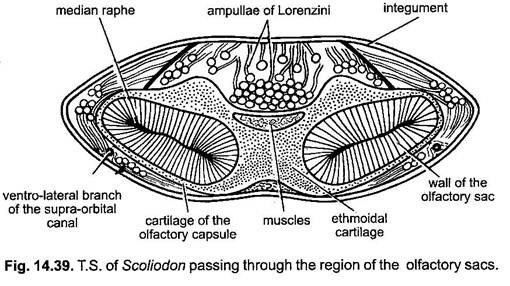 T.S. of Scoliodon Passing through the Region of the Olfactory Sacs