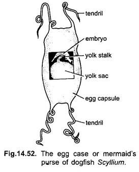 Egg Case