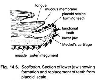 Section of Lower Jaw