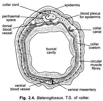 T.S. of Collar