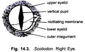 Right Eye