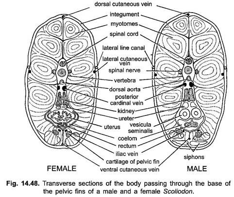 Transverse Section of the Body