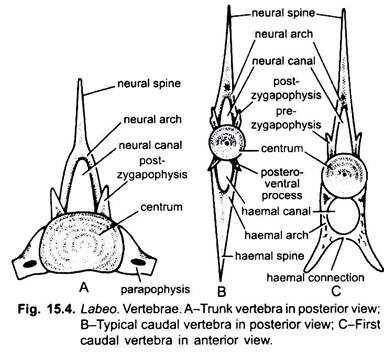 Vertebrae