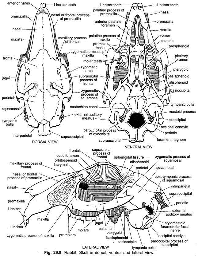 Skull in Dorsal, Ventral and Lateral View