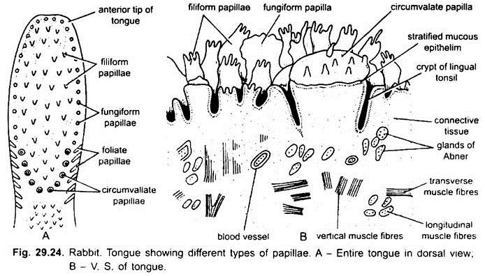 Tongue Showing Different Types of Papillae