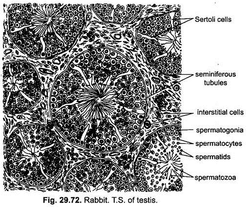 T.S. of Testis