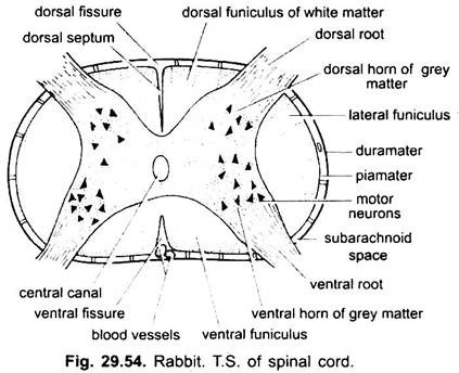T.S. of Spinal Cord