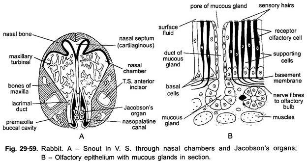 Organs of Eyes