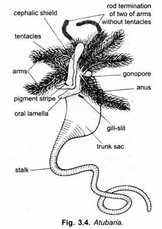 Atubaria