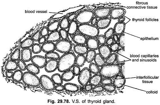 V.S. of Thyroid Gland