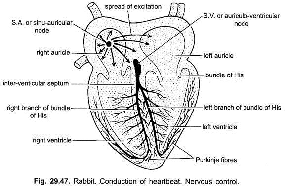 Conduction of Heartbeat