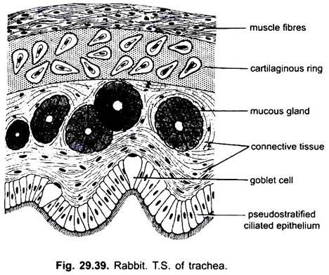 Rabbit T.S. of Trachea
