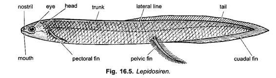 Lepidosiren