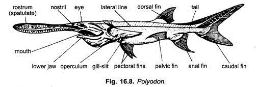 Polyodon
