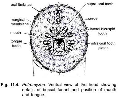 Ventral View of the Head