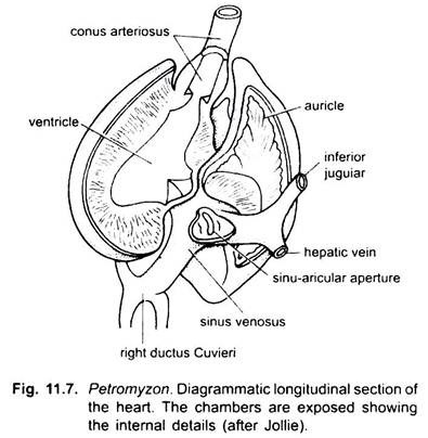 Diagrammatic Longitudinal Section of the Heart