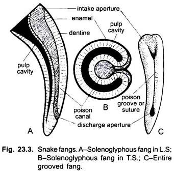 Snake Fangs