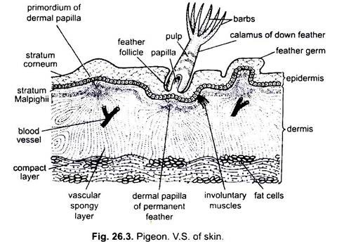 V.S. of Skin