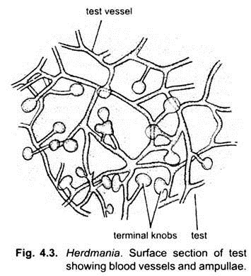 Surface Section of Test Showing Blood Vessels and Ampullae