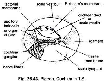 Cochlea in T.S.