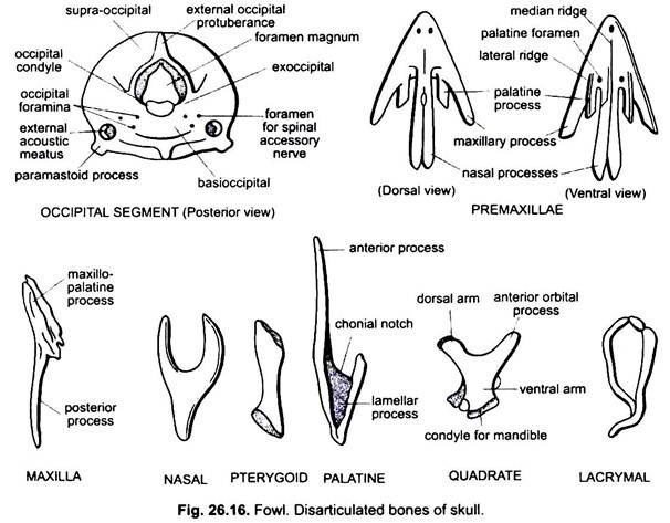 Disarticulated Bones of Skull