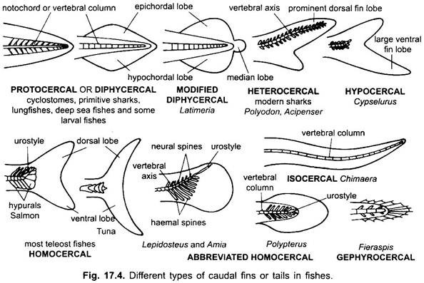 Different Types of Caudal Fins or Tails in Fishes