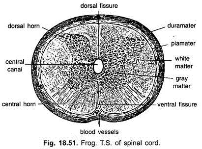T.S. of Spinal Cord