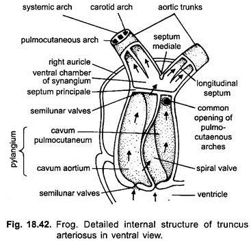 Detailed Internal Structure of Truncus Arteriosus in Ventral View