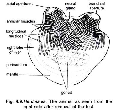 Animal as Seen from the Right Side After Removal of the Test