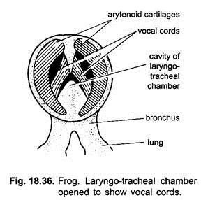 Laryngo-Tracheal Chamber Opened to Show Vocal Cords