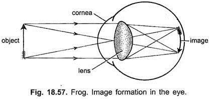 Image Formation in the Eye