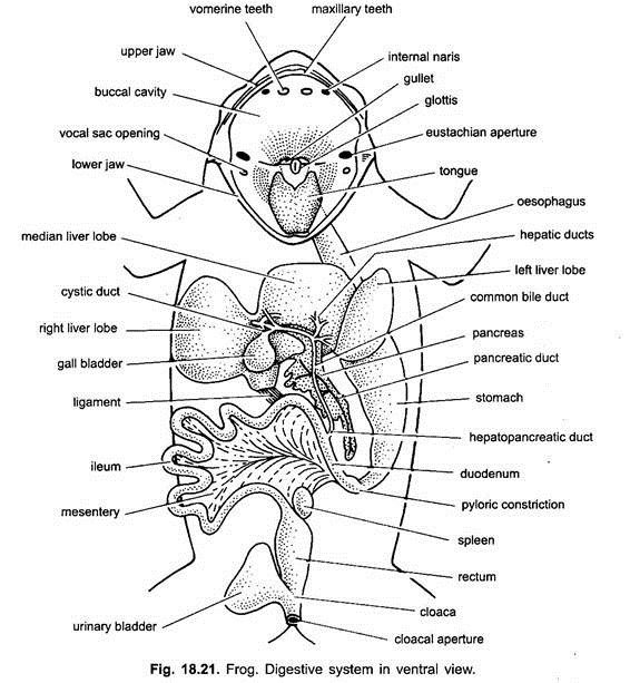 Frog: Digestive System in Ventral View