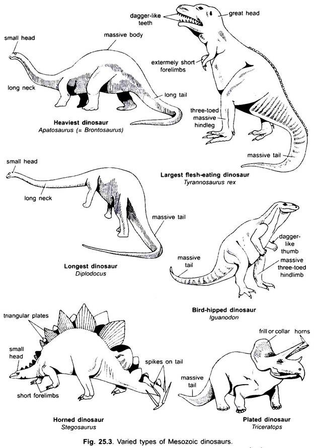 Varied Types of Mesozoic Dinosaurs