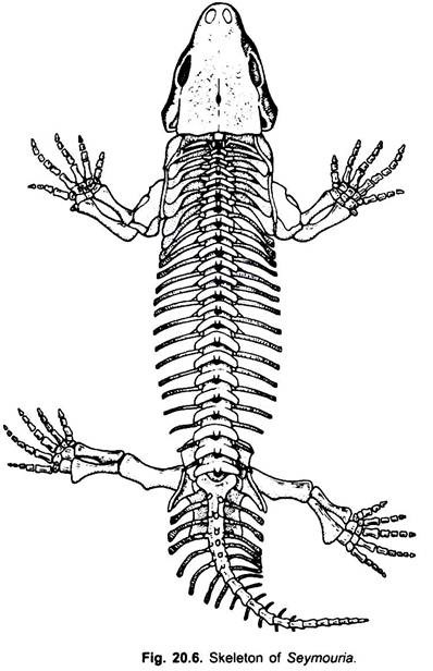 Skeleton of Seymouria