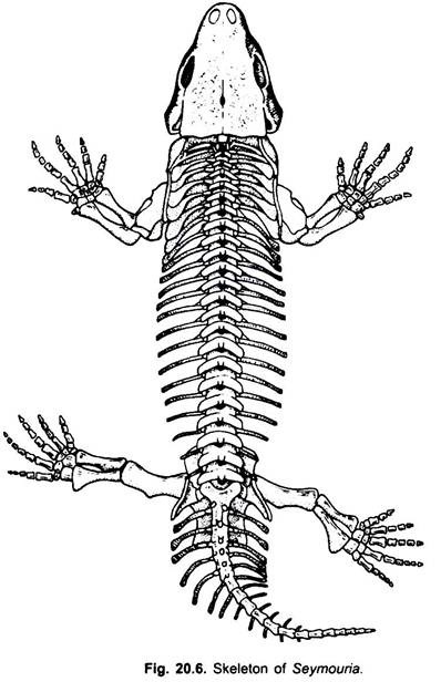 Skeleton of Seymouria