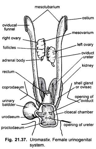 Female Urinogenital System