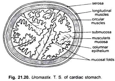 T.S. of Cardiac Stomach