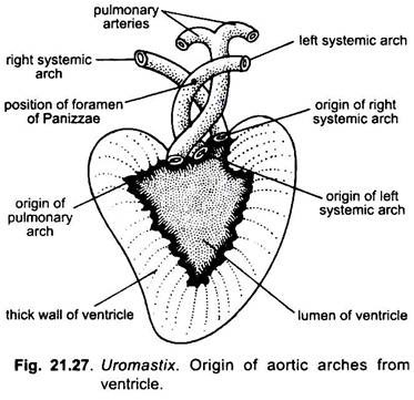 Origin of Aortic Arches from Ventricle