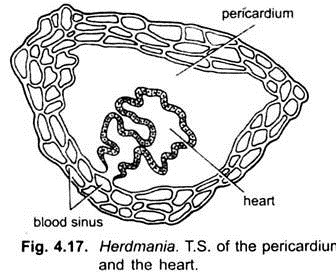 T.S. of the Pericardiur and the Heat