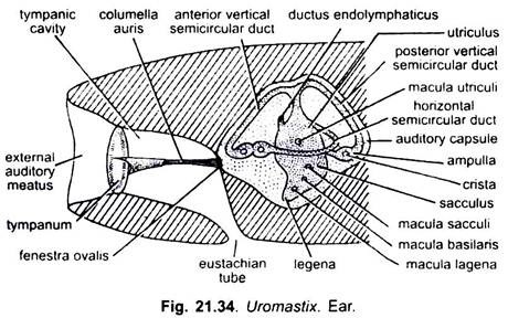 Ear