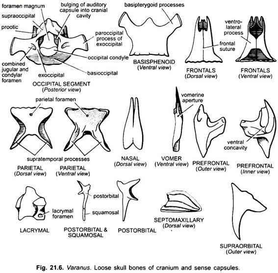 Loose Skull Bones of Cranium and Sense Capsules