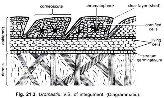 V.S. of Integument